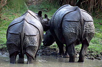 Indian rhinoceroses, rear view {Rhinoceros unicornis} Kaziranga, Assam, India