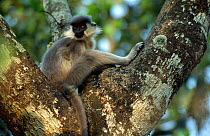 Capped langur in tree {Presbytis pileata} Kazaringa, Assam, India