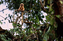 Capped langur young in tree {Presbytis pileata} Kazaringa, Assam, India