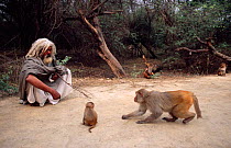 Rhesus macaques approach holy man {Macaca mulatta} Keoladeo Ghana, Bharatpur, India