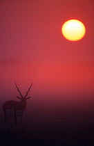 Male Blackbuck {Antilope cervicapra} at sunrise, Thar desert, Rajasthan, India