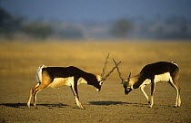 Blackbuck {Antilope cervicapra} two males fighting, Thar desert, Rajasthan, India