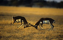 Blackbuck {Antilope cervicapra} two males fighting, Thar desert, Rajasthan, India