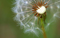 Close up of Dandelion seedhead {Taraxacum officinale} Belgium