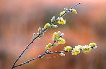 Willow catkins {Salix sp} Belgium