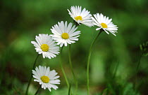 Common daisy flowers {Bellis perennis} Belgium