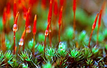 Hair moss male fruiting bodies {Polytrichium piliferum} Belgium