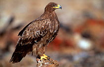 Steppe eagle {Aquila rapax nipalensis} Rajasthan, India.