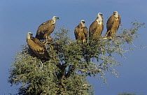 Griffon vultures {Gyps fulvus} five juveniles perched in tree,  Rajasthan, India.