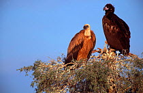 Griffon vulture {Gyps fulvus} left + Black vulture {Aegpius monachus} Rajasthan, India