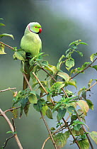 Rose ringed parakeet {Psittacula kramerI} Keoladeo Ghana, Bharatpur, India