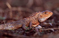 Common iguana {Iguana iguana} Keoladeo Ghana, Bharatphur, Indi