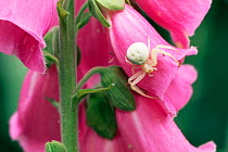 Crab spider {Misumena sp} on Foxglove {Digitalis purpurea} Belgium.