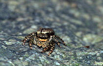 Jumping spider {Salticus sp} Belgium