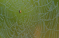 Spider on dew covered web. Belgium