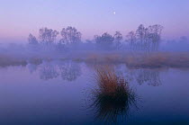 Mist at dawn on fen, Kalmthoutse Heide Reserve, Belgium
