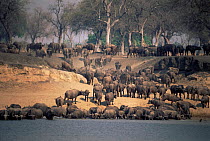 Cape buffalo {Syncerus caffer caffer} large herd drinking in Luangwa river, Zambia.