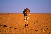 Red kangaroo male bounding towards camera. {Macropus rufus) NSW, Australia. The kangaroo is the animal long jump champion , able to clear 13m (the length of a bus) from a standing start. the human rec...