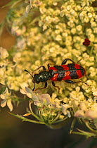 Checkered beetle (Trichodes alvearius) Central France