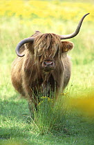 Highland cow with one horn growing down (cock-horn) Mull, Scotland UK caused by knock