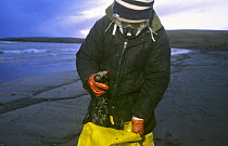 Collecting dead seabirds after Braer oil spill, Sheltand Island, Scotland, UK, 5th January 1993