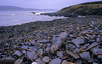 Dead seal on oil polluted coast after Braer oil spill, Sheltand Island, Scotland, UK, 5th January 1993