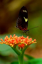 RF- Heliconius butterfly (Heliconius ismenius) on rainforest flower. Ecuador. (This image may be licensed either as rights managed or royalty free.)