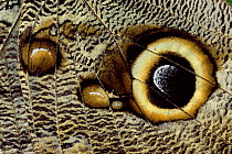 Close up of eye on wing of Owl butterfly {Calligo eurilochus} Ecuador