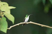 Andean emerald hummingbird {Amazilia franciae} Tandayapa Cloud forest, Ecuador