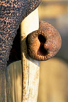Close-up of trunk and tusk of Indian elephant {Elephas maximus} Kanha NP, India