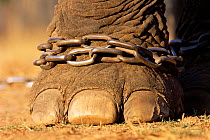 Close-up of chained foot of Indian elephant {Elephas maximus} captive, India