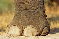 Close-up of foot of Indian elephant {Elephas maximus} captive, India