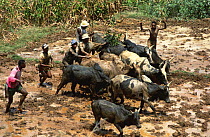Betsileo tribesmen use Zebu cattle to plough rice paddies, Madagascar