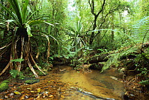 Stream in rainforest, Ranomafana NP, Madagascar