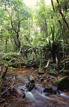 Stream in rainforest, Ranomafana National Park, Madagascar