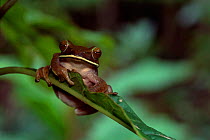 Giant / White lipped tree frog {Boophis albilabris} Marojejy NP, Madagascar