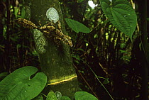 Leaf tailed gecko {Uroplatus giganteus) Marojejy NP, Madagascar.