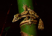 Henkel's leaf tailed gecko {Uroplatus henkeli} Marojejy NP, Madagascar.
