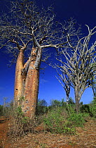 Baobab tree (Adansonia rubristripa) next to Octopus tree (Didierea madagascariensis) Madagascar