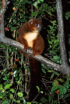 Red bellied lemur {Lemur / Eulemur rubriventer} Ranomafana NP, Madagascar