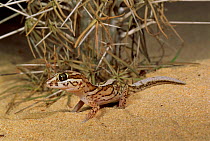 Big headed gecko in spiny desert {Paroedura pictus} Ifaty, Madagascar.