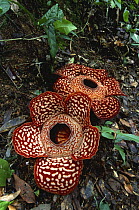 Two Rafflesia flowers {Rafflesia pricei} Tambunan, Sabah, Borneo