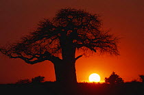 Baobab trees silhouetted at sunset (Adansonia digitata) Tarangire NP, Tanzania