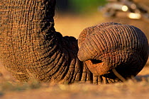 Close up of curled tip of Indian elephant trunk {Elephas maximus} India