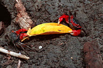Red ghost crabs {Neosarmatium meinerti} pull mangrove leaf into hole to eat. East Africa
