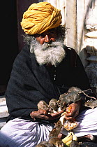 Man feeds Black rats {Rattus rattus} Karnimata Temple, Bikaner, Rajasthan, India