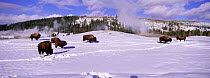 Bison foraging in snow beside Old Faithful geyser, Yellowstone, Wyoming, USA