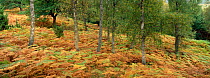 Native Birchwood in autumn with bracken, Cairngorms NP. Scotland, UK