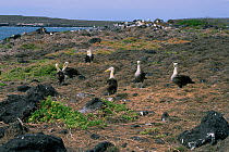 Nesting colony of Waved albatross (Phoebastria irrorata) Espanola Hood Island, Galapagos