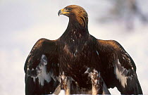 Male golden eagle mantling carcass {Aquila chrysaetos} Norway